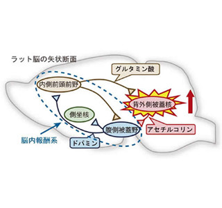 コカインによる薬物依存の仕組み発見