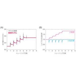 一夜漬けよりコツコツ学習の方が記憶が定着する仕組みを解明 - 電気通信大