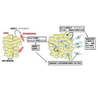 がん進展促す線維芽細胞の仕組み解明