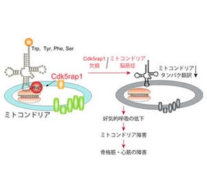 ミトコンドリア病の原因解明、薬にめど