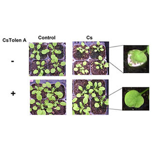 理研、農作物のセシウム取り込みを著しく抑制する物質を発見