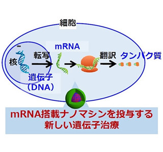 mRNA投与の治療にナノミセルで道開く