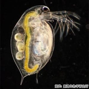 生き物に学ぶ、オドロキの「性」と「サバイバル術」(前編)