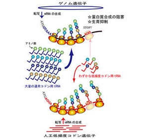 遺伝子発現の弱点狙い、増殖抑制に成功