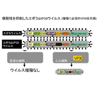 エボラの新ワクチン開発、サルで効果確認