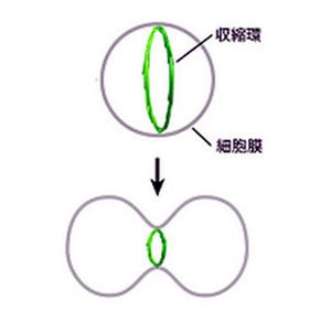 細胞分裂起こす収縮環の謎の一端を解明