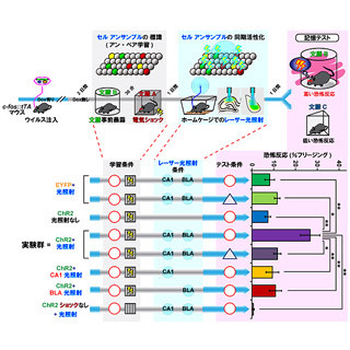 富山大、2つの記憶を組み合わせて新しい記憶を作ることに成功