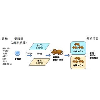 放医研、マウス凍結受精卵をISSへ打ち上げ - 宇宙放射線の影響を調査