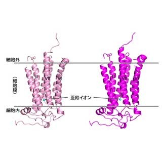 理研と東大、メタボ/糖尿病治療のカギとなる受容体の立体構造を解明