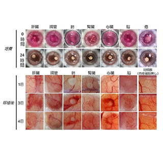 臓器の芽を作製する画期的な培養手法確立