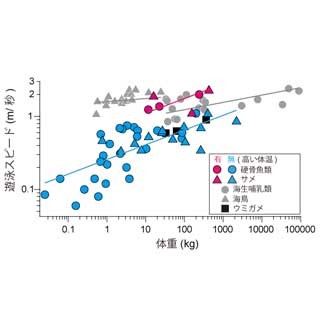 マグロやサメなど体温の高い魚は普通の魚の2.7倍速く泳ぐ - 極地研