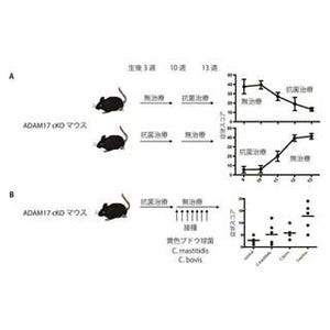 アトピー性皮膚炎は皮膚の細菌バランス異常が原因 - 慶大