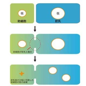 名大、新しい細胞融合現象を発見 - 「教科書を書き換えるほどの成果」