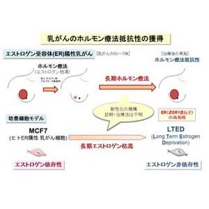 熊本大、乳がん細胞が耐性化する仕組みを解明