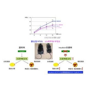 京大、肥満の鍵となる因子を同定 - 抗肥満薬創出への応用に期待