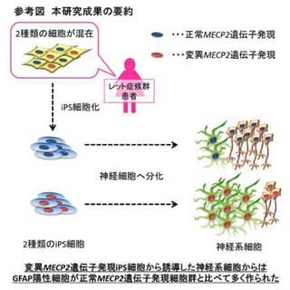 慶大、レット症候群患者からiPS細胞を樹立 - 神経発生異常を特定