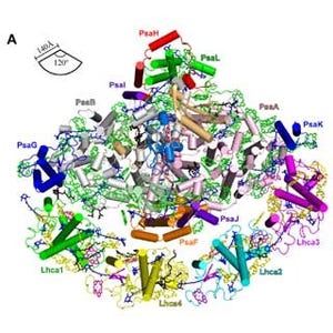 岡山大、光合成で太陽光をエネルギーに変換するタンパク質の構造を解明