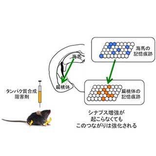 忘れた記憶も脳に蓄積されている - 理研が発見