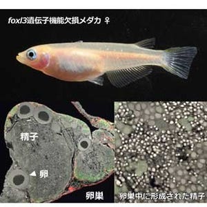 基礎生物研、メダカの性を決める遺伝子を発見 - 欠損すると卵巣で精子産生