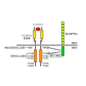 糖尿病の新治療薬開発に期待 - NIBB、インスリン受容体の抑制酵素を発見