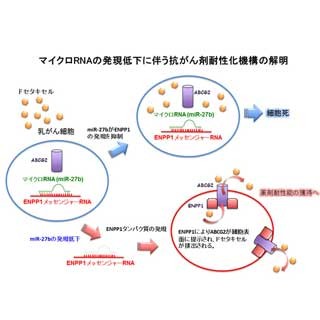 国がん、乳がんの耐性化に関係するマイクロRNAを特定 - 新たな治療法に道