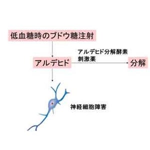 新たな動物モデルの確立により糖尿病治療での低血糖脳症の治療薬を発見