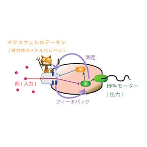 東大など、大腸菌に潜む「マクスウェルの悪魔」の働きを解明することに成功