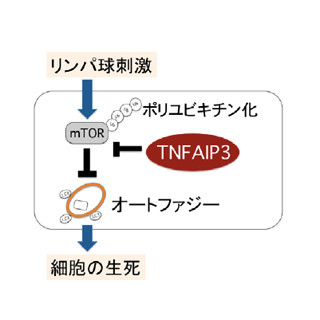 クローン病発症に関わる遺伝子が炎症原因となる細胞の生死を決定する-TMDU