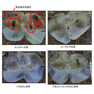 ユーグレナに胃潰瘍症状を緩和する効果がある可能性 - 大阪府立大など