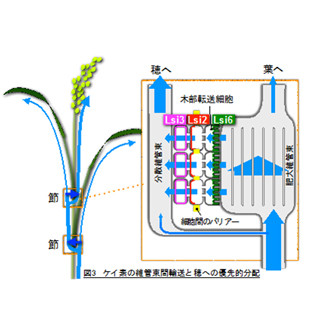 岡山大、イネが籾殻にケイ素を優先的に分配するための仕組みを解明