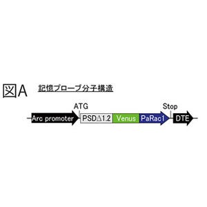 東大、貯蔵された記憶を可視化・消去する技術を開発