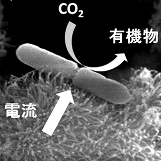 理研、電気をエネルギーにして生きる微生物を発見