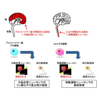 慶大、ES/iPS細胞から脳・脊髄にある任意の神経細胞を作製する技術を開発