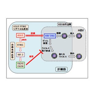 岡山大、B型肝炎ウイルスを認識し免疫応答を発動させる宿主因子を同定