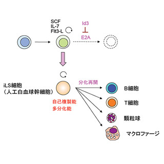 理研など、白血球を作り出す細胞を無限に増幅させる方法を開発