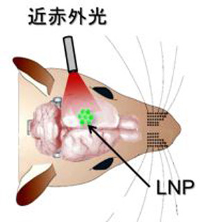 東北大、ランタニドナノ粒子の光で神経細胞活動のオン/オフ制御に成功