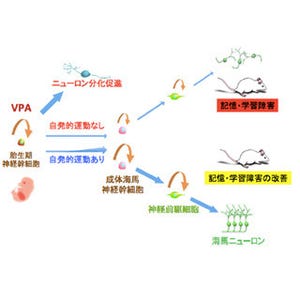 妊娠中の抗てんかん薬投与が子供の学習/記憶障害を引き起こす可能性-九大