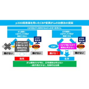 国立がん研、「合成致死」の関係性に基づいた新たながん治療法を提案