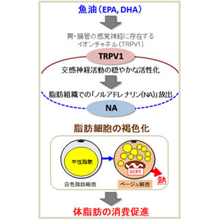 魚油の摂取で体脂肪が燃焼するメカニズムが明らかに - 京大がマウスで確認