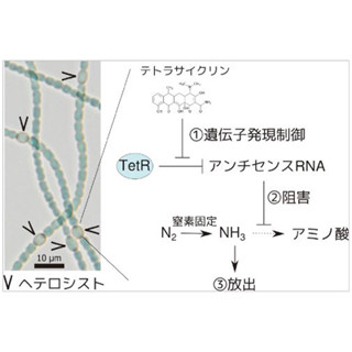 東工大、藻類を利用してアンモニアなどの含窒素化合物の生産に成功