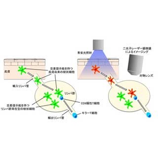 理研など、免疫細胞の一種「樹状細胞」の生体内可視化に成功