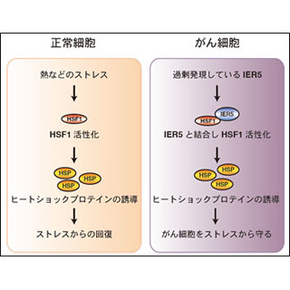 国がん、がん細胞の増殖に関わる遺伝子を発見 - がんを抑制できる可能性