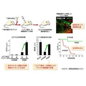 名大と理研、ヒトES細胞から下垂体ホルモン産生細胞を作製