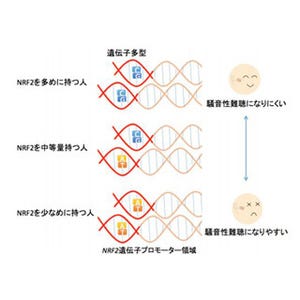 東北大と防衛医大、騒音性難聴には遺伝子「NRF2」の一塩基多型が関与と解明