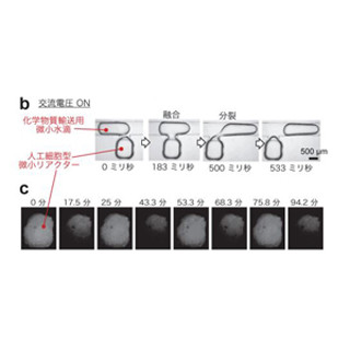 東工大ら、非平衡化学反応を精密に制御できる"人工細胞"型リアクターを開発