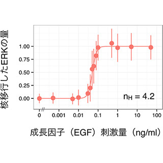 理研、細胞の運命を決めるシグナルのアナログ/デジタル変換の仕組みを解明