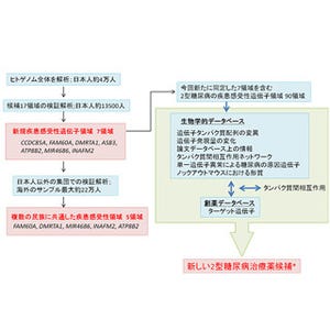 理研、日本人の2型糖尿病の発症に関わる新たな遺伝子領域を発見