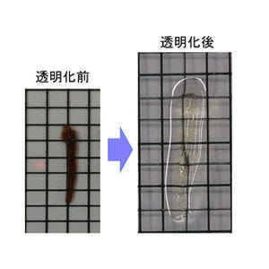 東大など、骨髄を透明にすることで造血幹細胞の局在を可視化