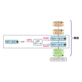 筋ジストロフィーは「リビトールリン酸」の合成障害が発症の原因 - 神戸大