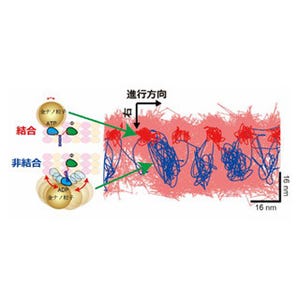 東大と分子研、分子モーター「キネシン」が二足歩行する様子を精密に可視化